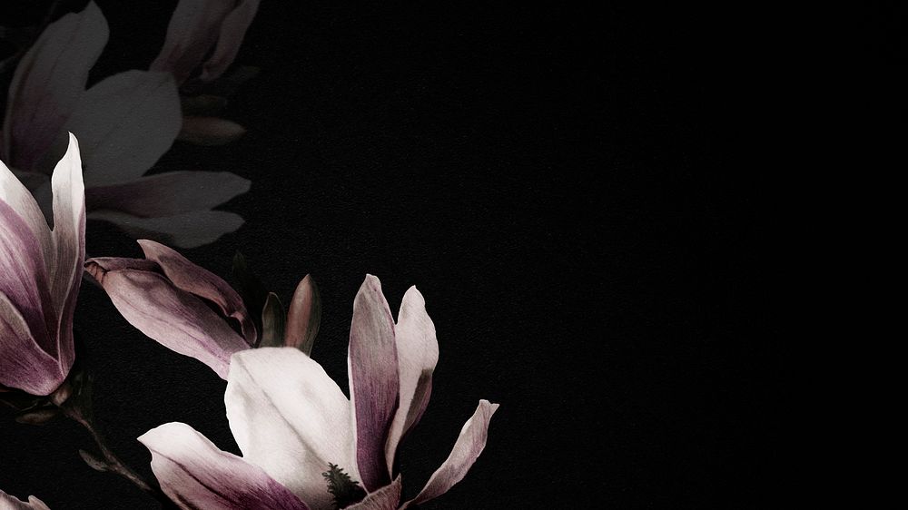 Magnolia flower on black presentation background