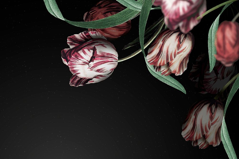 Tulip border vector dramatic flower background