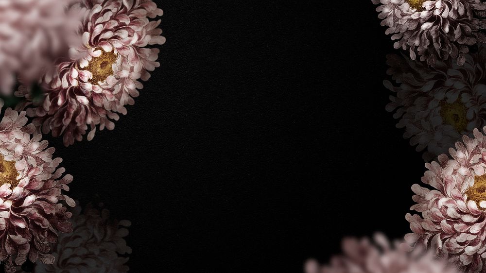 Aster flower on black presentation background