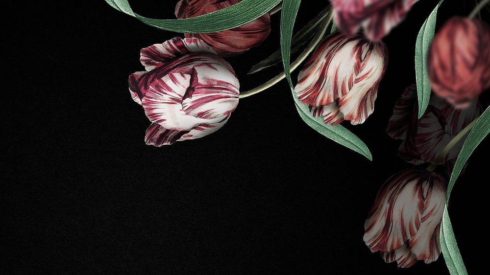 Tulip flower on black presentation background