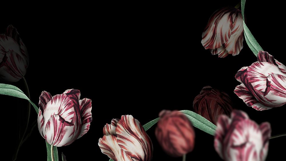 Tulip flower on black presentation background