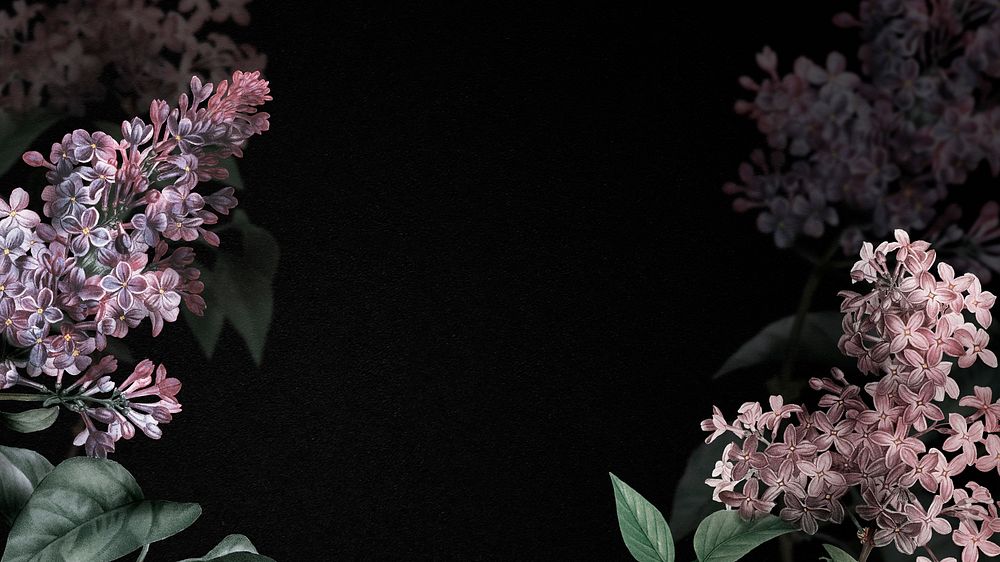 Lilac flower on black presentation background