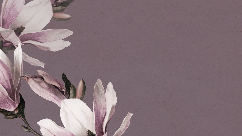Magnolia flower on purple presentation background