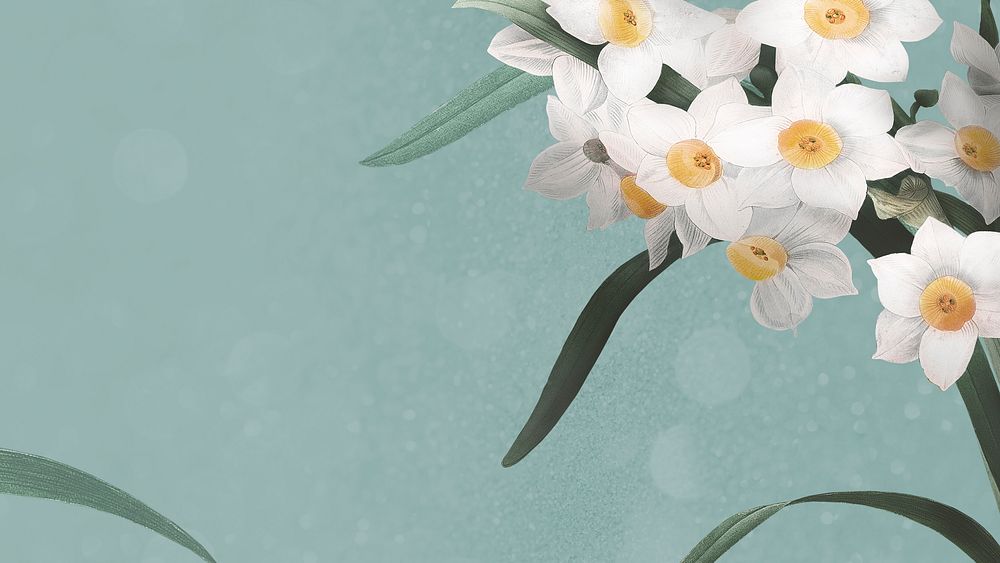 Daffodil flower on green presentation background