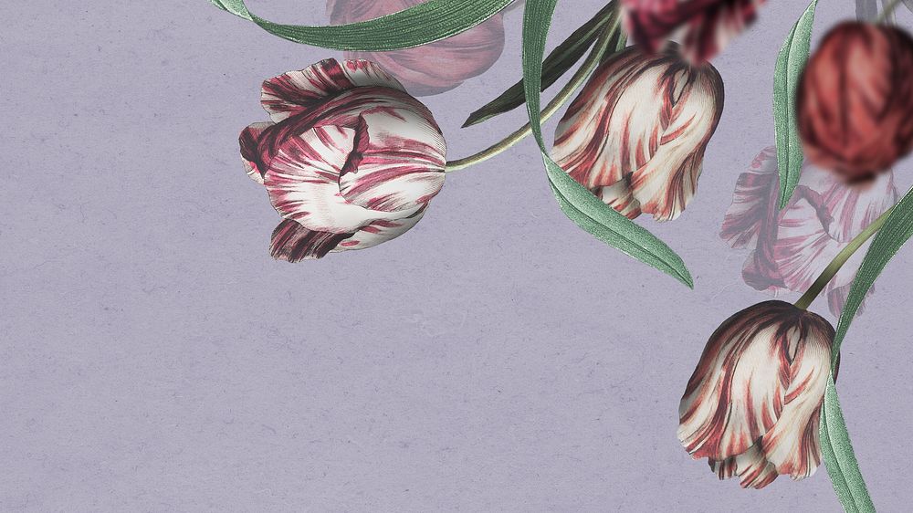 Tulip flower on purple presentation background