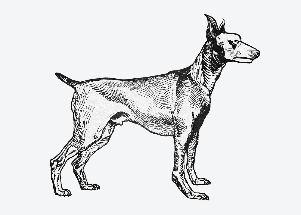Cute greyhound dog sticker psd vintage illustration