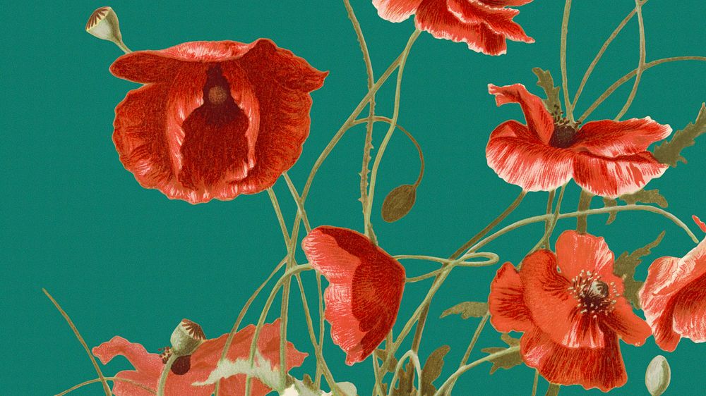 Spring floral HD wallpaper with poppy illustration, remixed from public domain artworks