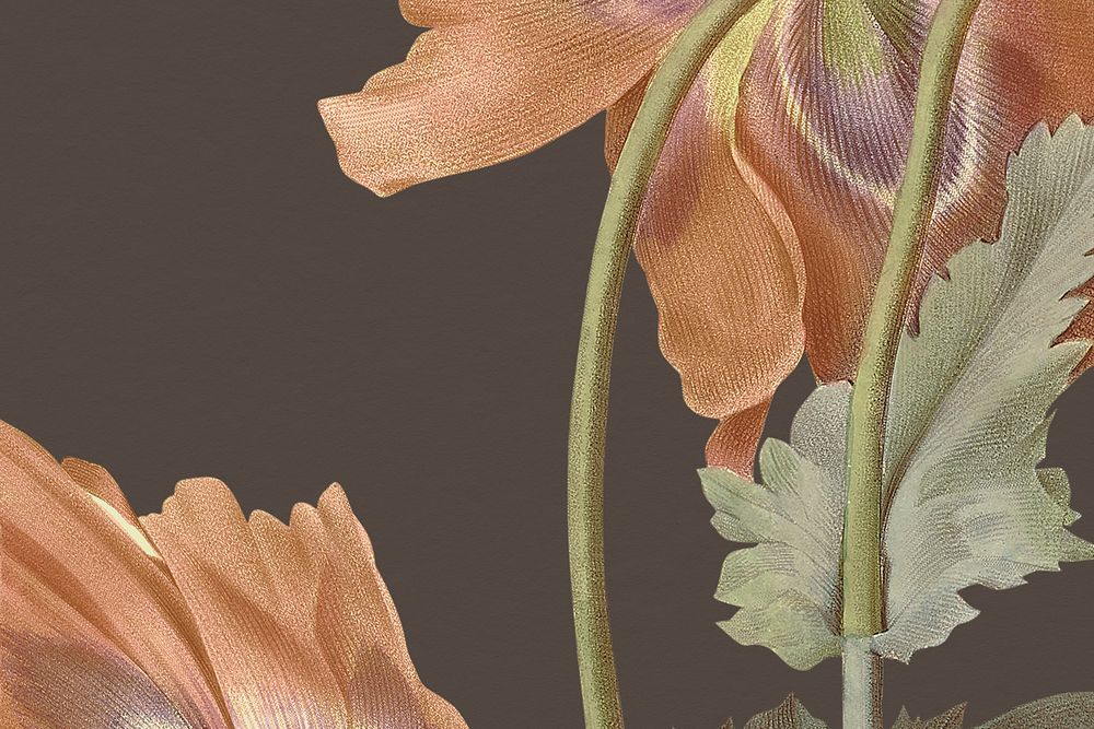 Vintage poppy flower background illustration, remixed from public domain artworks