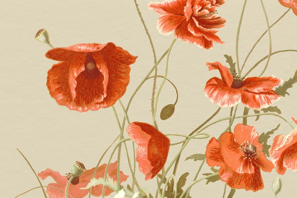 Vintage floral background with poppy illustration, remixed from public domain artworks