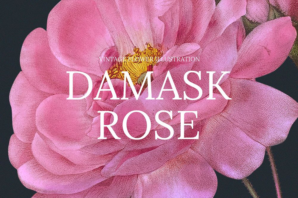 Damask rose flower background illustration, remixed from public domain artworks