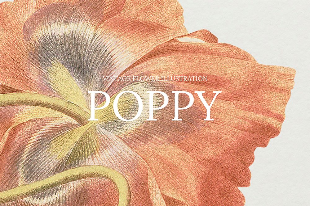 Poppy flower hand drawn background illustration, remixed from public domain artworks