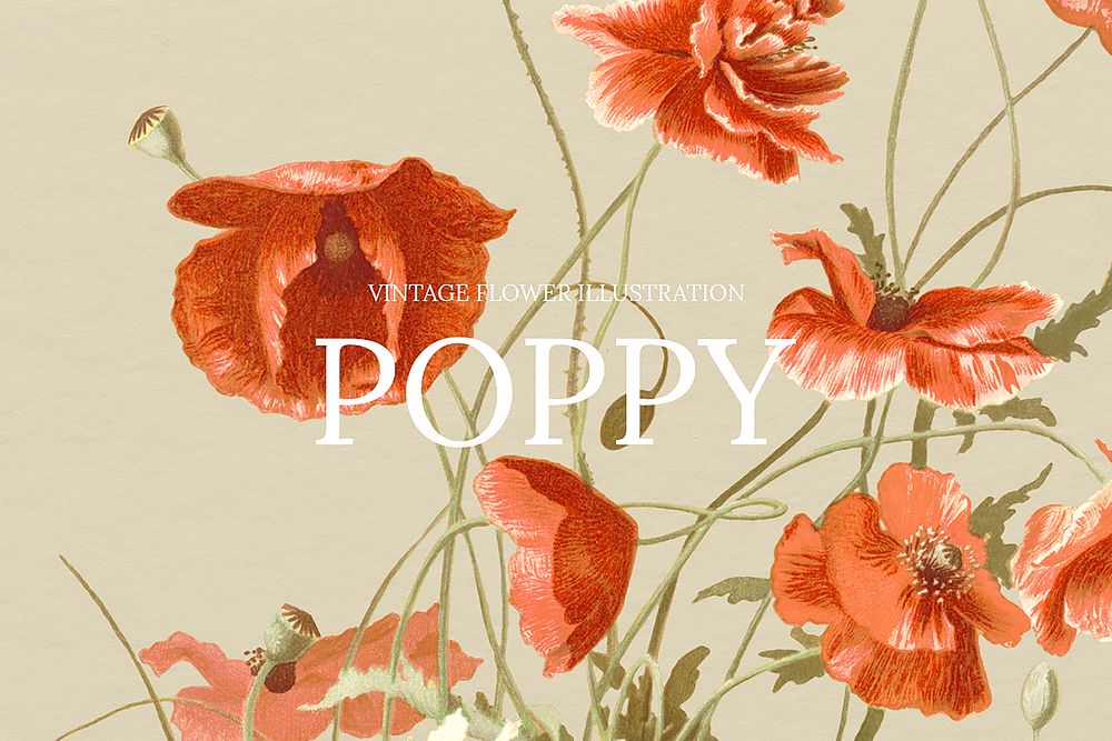 Blooming poppy flower background illustration, remixed from public domain artworks