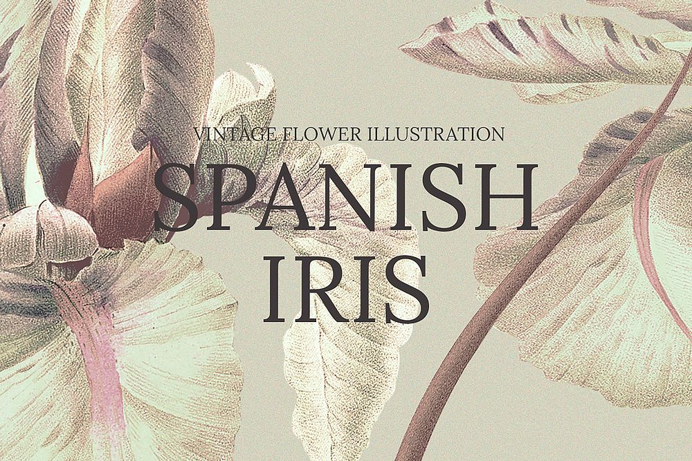 Vintage Spanish iris background illustration, remixed from public domain artworks