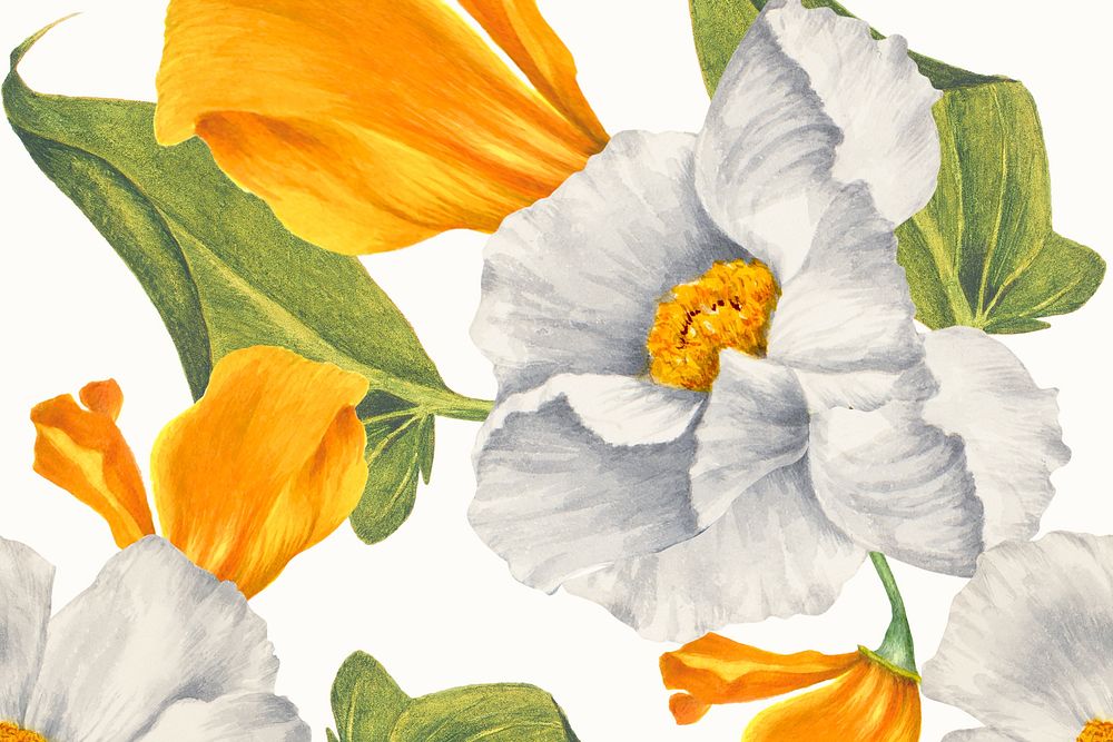 Matilija poppy flower pattern background, remixed from public domain artworks