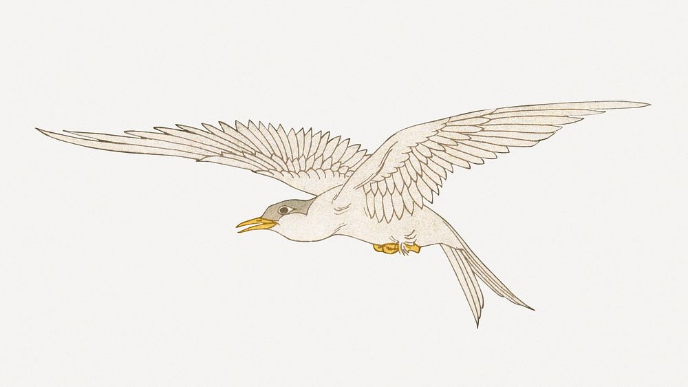 Dove bird, vintage animal illustration