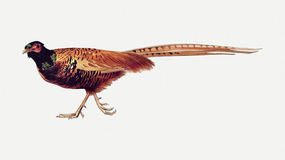 Ring-necked pheasant sticker, vintage animal illustration psd
