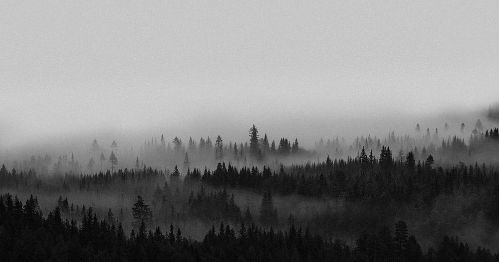 View of the misty woods in Norway