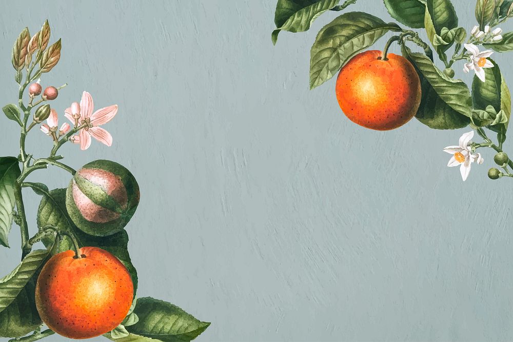 Tropical oranges on a gray background vector
