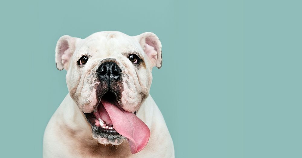 Adorable white Bulldog puppy portrait