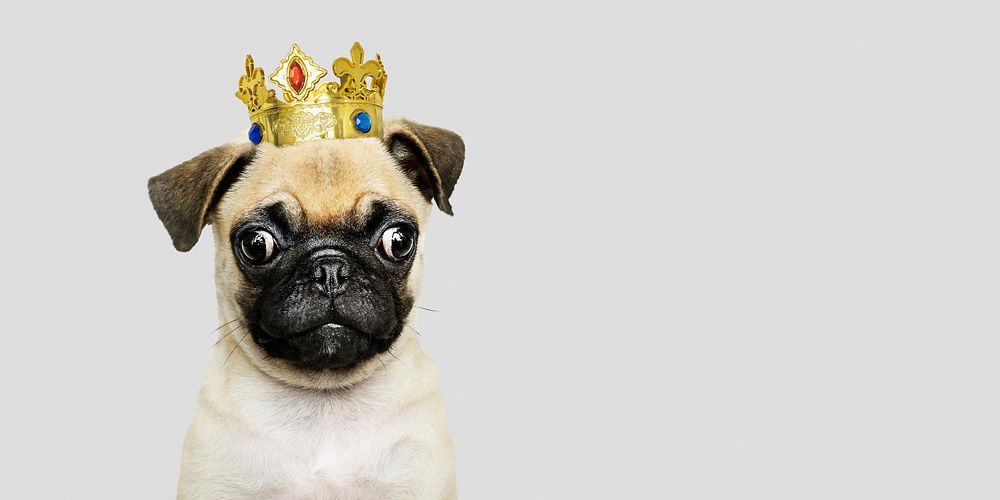 Cute Pug puppy in a gold crown social banner