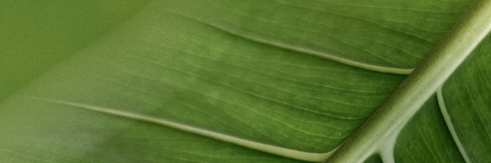 Green leaf with veins macro photography
