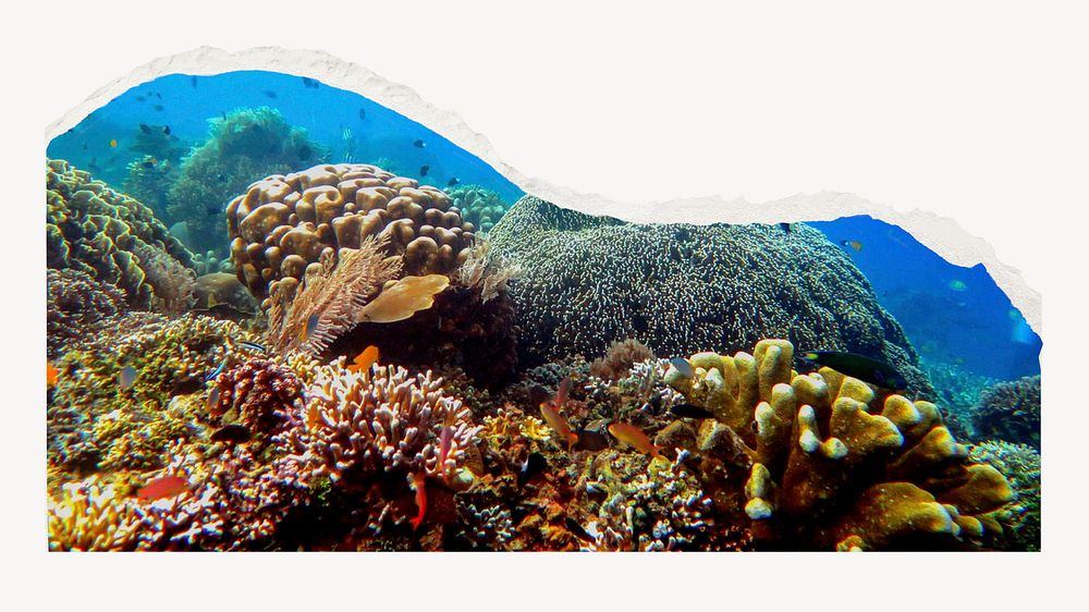 Coral reef border desktop wallpaper, ripped paper, off white design