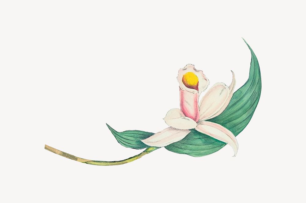 Buff-tailed velvet breast flower illustration vector