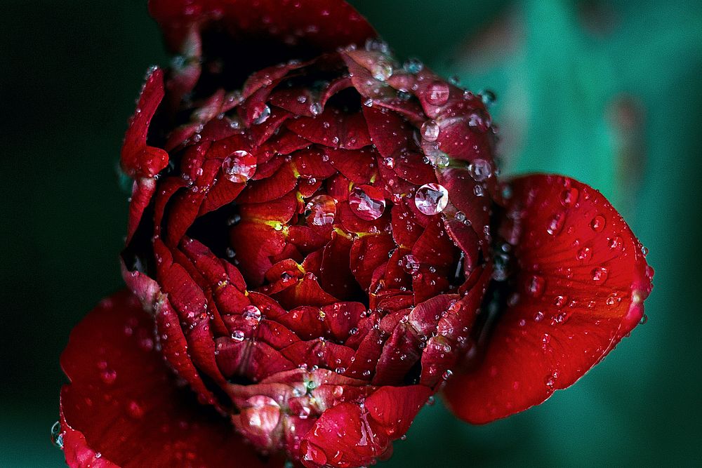 A top view of a deep red flower in blossom with large droplets of water. Original public domain image from Wikimedia Commons