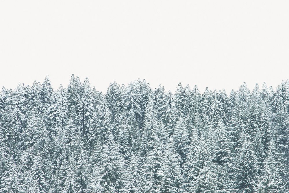Scenery background border, beautiful winter pine trees
