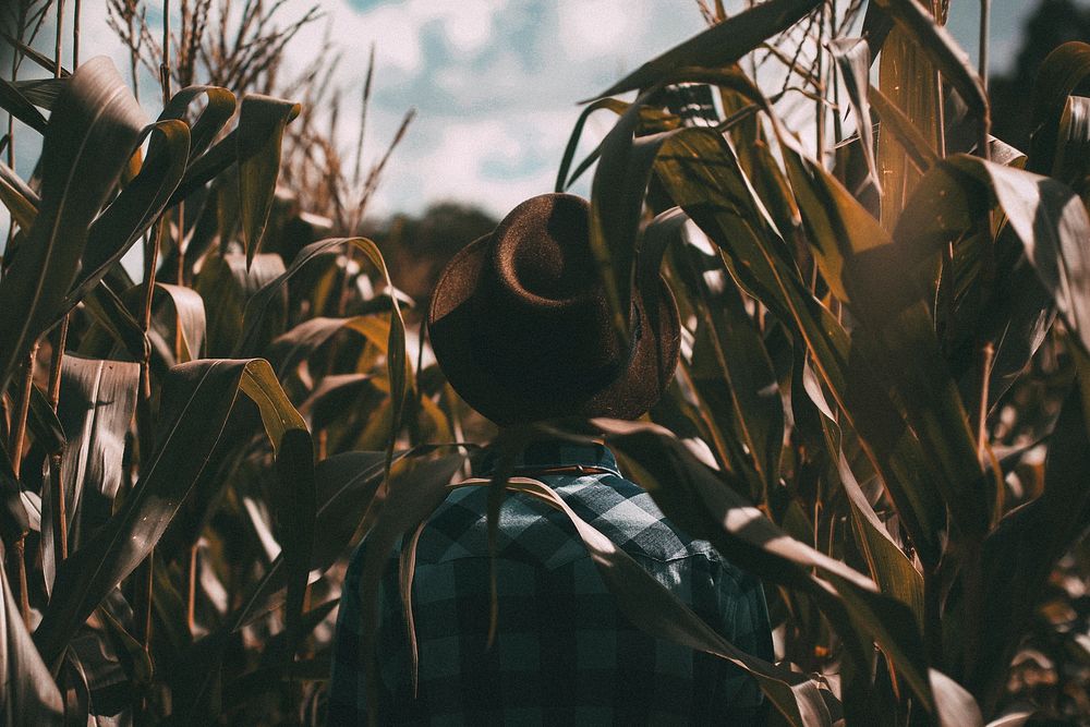 A person wearing a brown hat and plaid shirt standing in the middle of a cornfield in Cianorte. Original public domain image…