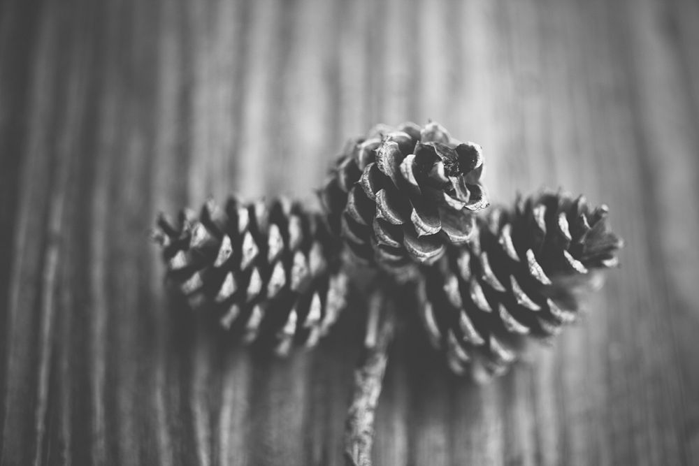 Black and white shot of three conifer pine cones lying on wooden table with branch. Original public domain image from…