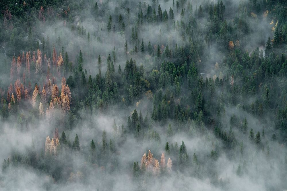 A drone shot of a coniferous forest shrouded in mist in Yosemite Valley. Original public domain image from Wikimedia Commons