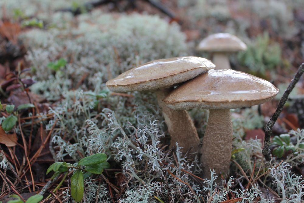 Moist brown mushrooms growing in green and blue moss. Original public domain image from Wikimedia Commons