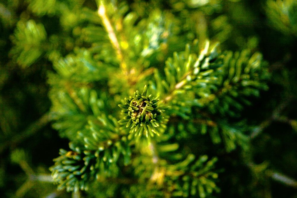 A macro shot of a lush green branch of a coniferous tree. Original public domain image from Wikimedia Commons