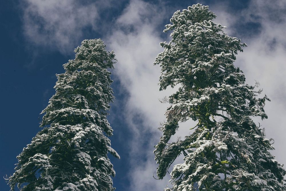 Two towering snow-capped pine trees against a cloudy sky. Original public domain image from Wikimedia Commons