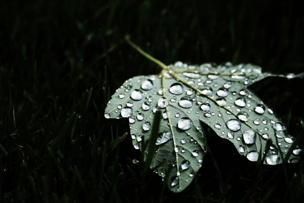 A macro shot of large round droplets of water on a green maple leaf. Original public domain image from Wikimedia Commons