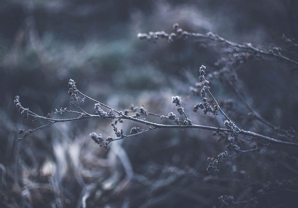 A bleak shot of frozen brown tree branches. Original public domain image from Wikimedia Commons