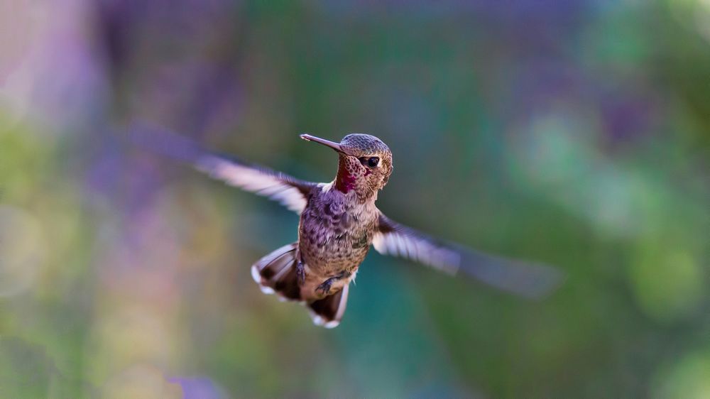 A close-up of light brown hummingbird fluttering its wings in flight. Original public domain image from Wikimedia Commons