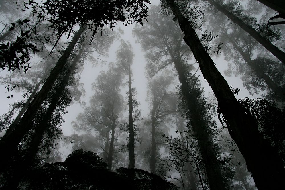 A dark low-angle shot of towering trees in the middle of the forest. Original public domain image from Wikimedia Commons