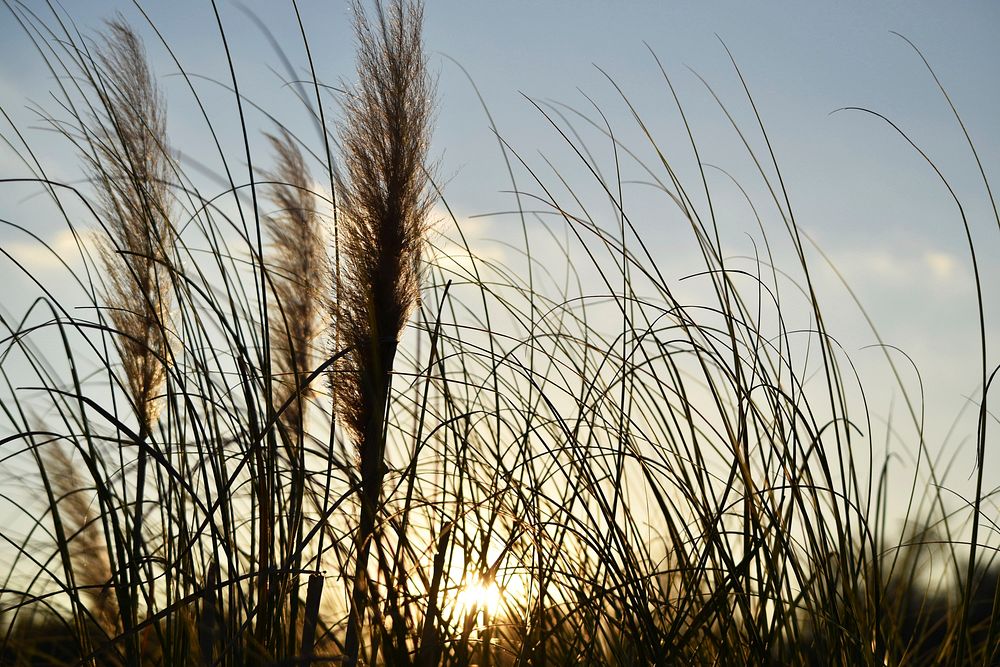 Sunset behind feather-like reeds and thin grasses swaying in the wind. Original public domain image from Wikimedia Commons