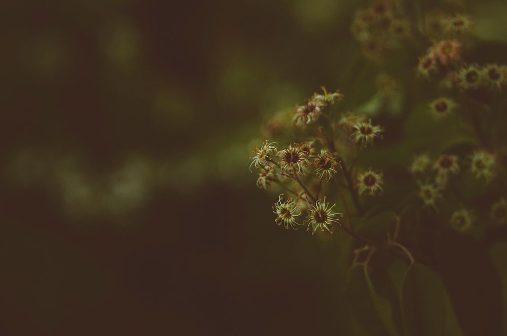 A dim close-up of dry flower heads. Original public domain image from Wikimedia Commons