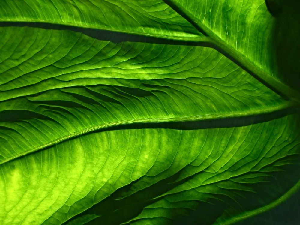 A macro shot of the veiny, translucent surface of a green leaf. Original public domain image from Wikimedia Commons