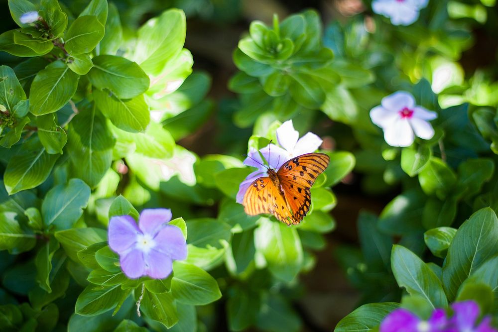 A top view of an orange butterfly sitting on violet flowers. Original public domain image from Wikimedia Commons