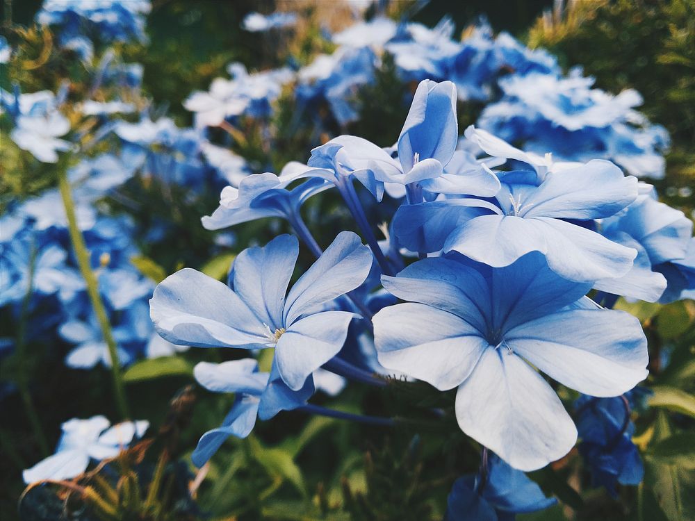 Close-up of light blue flowers with large petals in a garden. Original public domain image from Wikimedia Commons