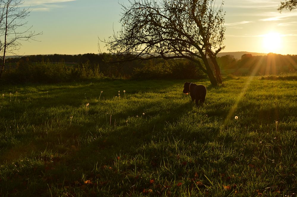 A dark-haired dog on green grass next to a stunted tree during sunset. Original public domain image from Wikimedia Commons