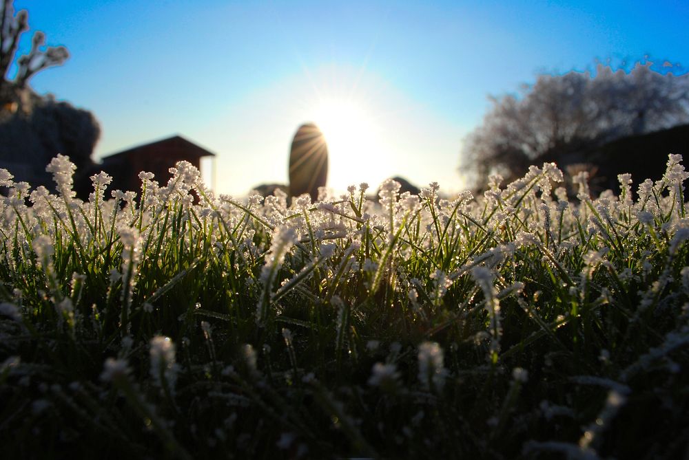 A low shot of a patch of white-flowered grass with sun shining above. Original public domain image from Wikimedia Commons