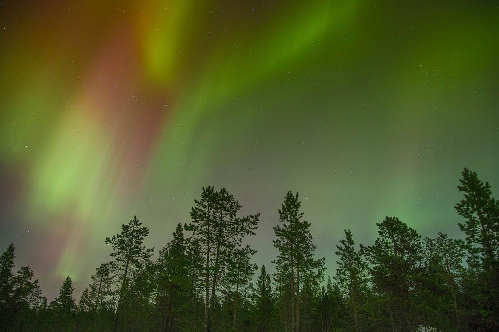 Green and red aurora borealis on a starry sky over a forest. Original public domain image from Wikimedia Commons