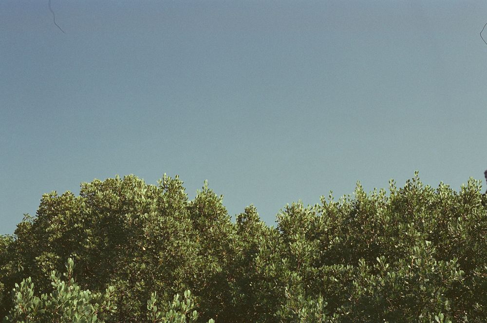 A fuzzy shot of the tops of bushy trees against a clear sky. Original public domain image from Wikimedia Commons