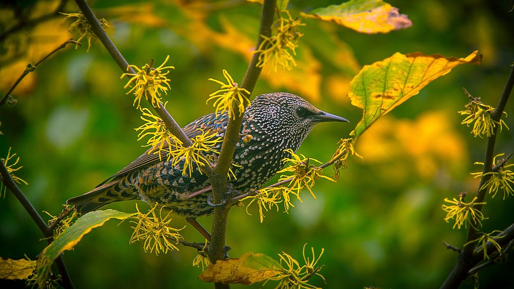 A small bird perched on a branch with yellow withering leaves. Original public domain image from Wikimedia Commons