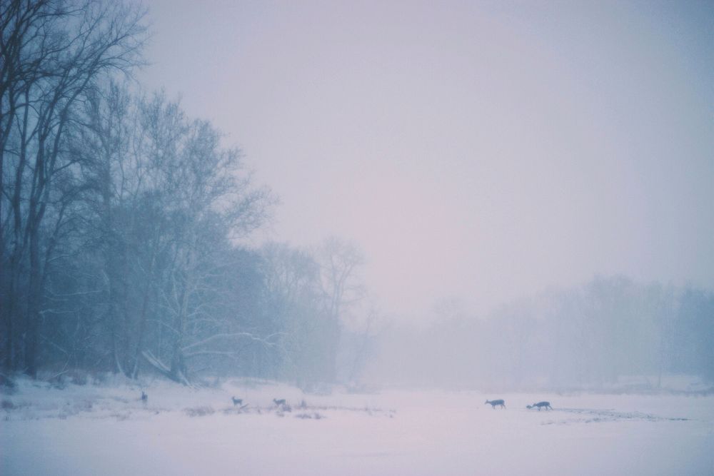 A pale shot of a herd of deers silhouetted against the snow-covered ground. Original public domain image from Wikimedia…